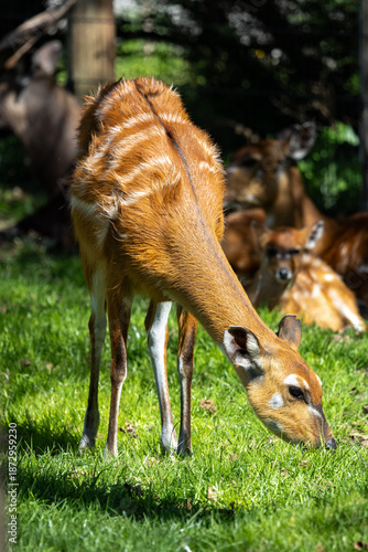 Bild auf Leinwand Sitatunga Antilope