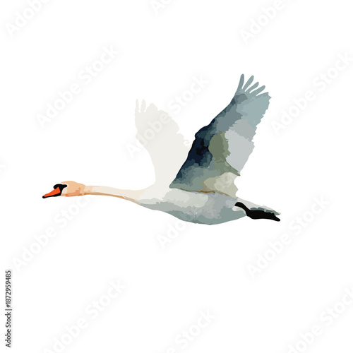 Graceful Flying Swan Vector Illustration Isolated.