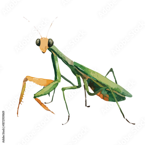 Green Praying Mantis Vector Illustration Detailed Insect Art.