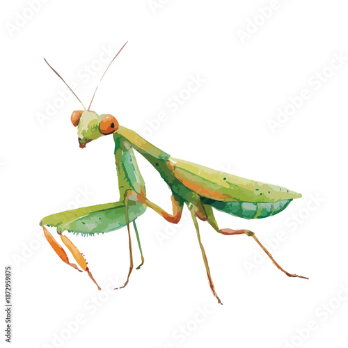 Green Praying Mantis Vector Illustration Detailed Insect Wildlife Art.