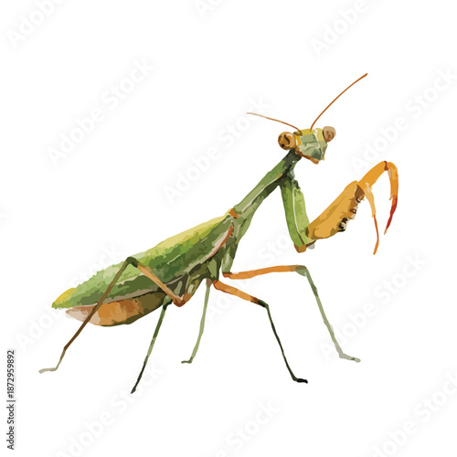 Green Praying Mantis Vector Illustration.