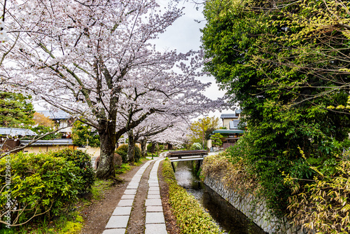 Kyoto Philosopher's Path - Cherry Blossom Scenery
