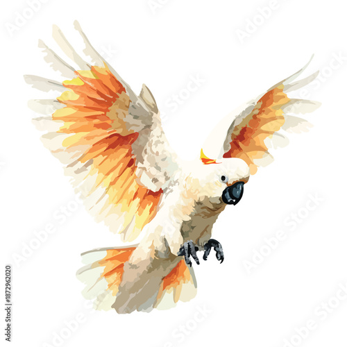 Majestic Flying Cockatoo Bird Vector Illustration with Spread Wings.