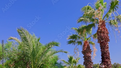 Beautiful view of tall palm trees and lush tropical plants rising against deep blue sky in warm coastal climate. Greece. Rhodes.
