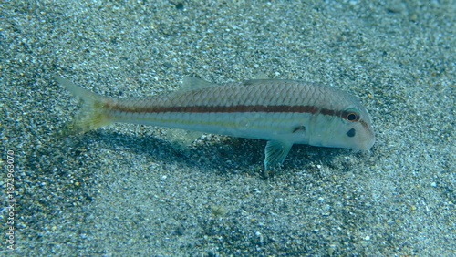 Photos Red mullet (Mullus barbatus) undersea, Ligurian Sea, Italy, Imperia