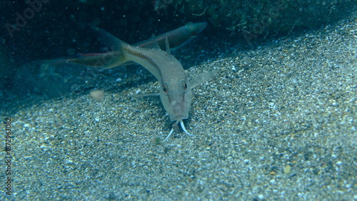 Red mullet (Mullus barbatus) undersea, Ligurian Sea, Italy, Imperia