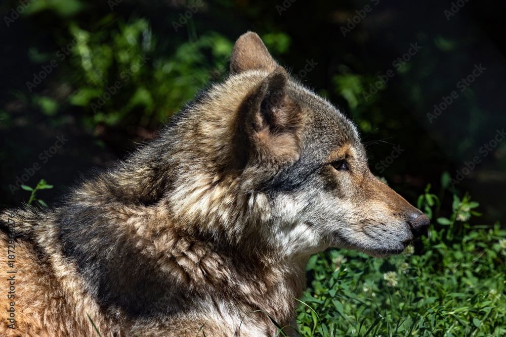 Obraz premium Wolf 4