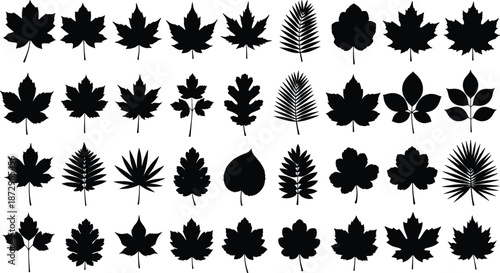 Black leaf silhouettes collection, assorted tree foliage shapes, botanical autumn leaves set, vector illustration isolated on white background design elements