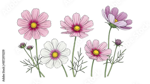 An illustration of pink flowers with green stems and leaves on a white background from a front viewpoint