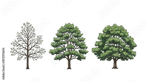 Three distinct trees are depicted, showcasing variations in foliage and structure, from a bare winter tree to two lush, green summer trees.