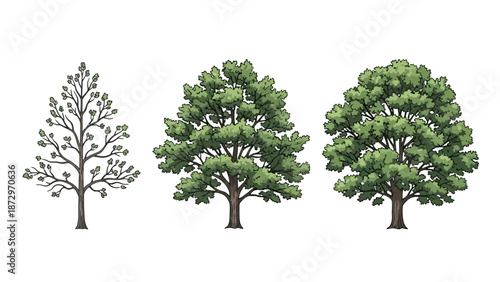 Three illustrations of a deciduous tree showing its growth stages from bare branches to full foliage.