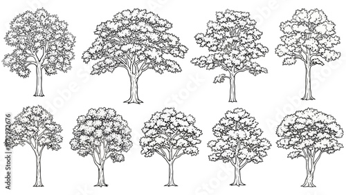 A collection of ten detailed black and white illustrations of various deciduous trees, presented in two rows.