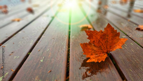 leaves background autumn fallen