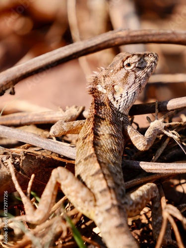 close up shot of a lizard on the ground under the tree