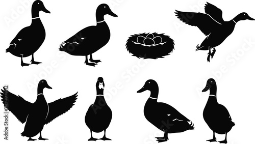 Duck silhouette vector illustration set, featuring farm birds in standing walking flying poses with nest and eggs isolated on white background