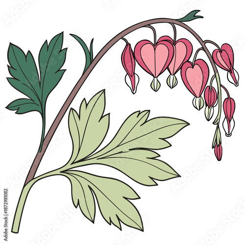 Dicentra bleeding heart flower botanical color illustration artwork