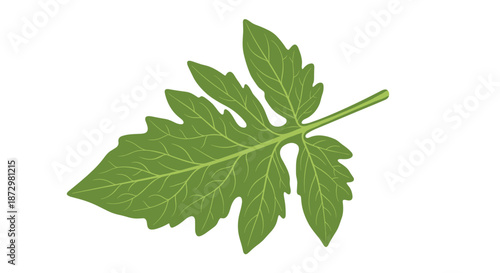 Single green tomato leaf with detailed veins and serrated edges, illustrating a part of the tomato plant, isolated on a white background.