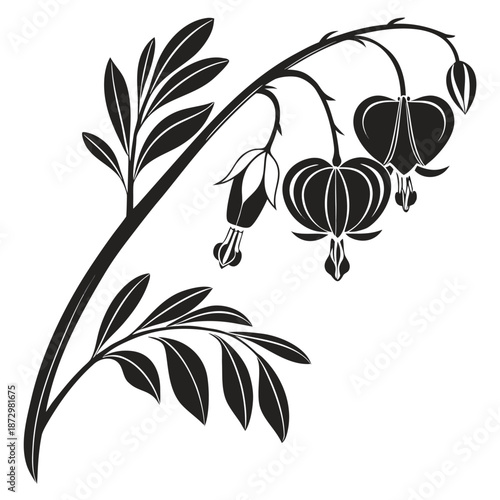 Dicentra bleeding heart flower botanical line art illustration