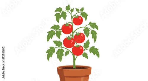 A healthy tomato plant with ripe red tomatoes and green leaves growing in a brown terracotta pot, isolated on a white background.