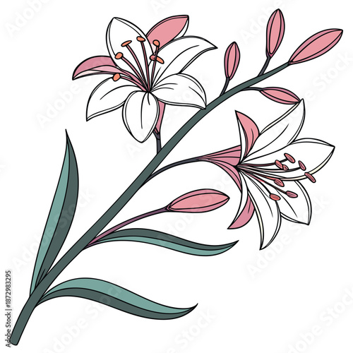 Poached egg plant limnanthes botanical flower illustration