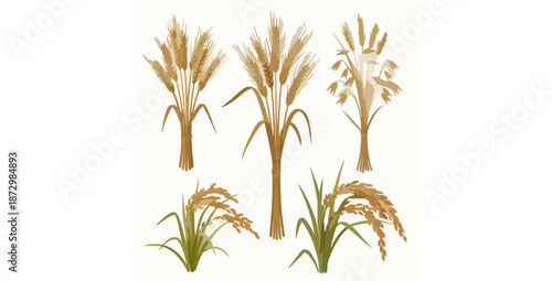 Realistic wheat barley oats rice 3D vector grain set