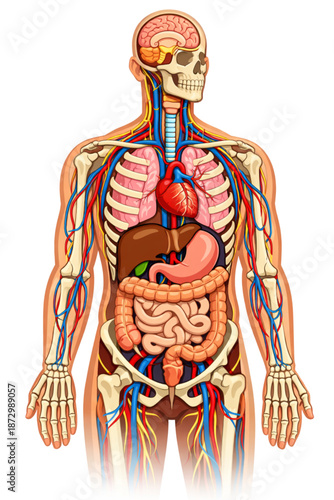Human body anatomy, internal organs, skeletal system, medical illustration