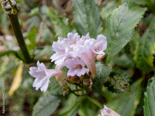 Delicate Pale Purple Wildflower Blooming Among Green Leaves in Natural Forest Setting