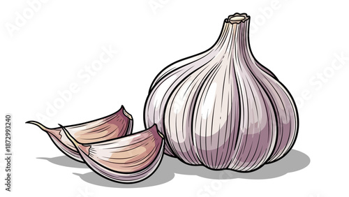 Detailed Vector Illustration of a Whole Garlic Bulb with Two Cloves on a White Background