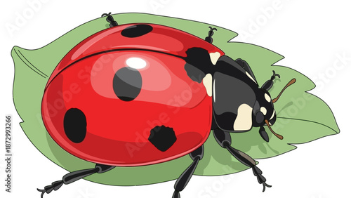 Detailed Vector Illustration of a Vibrant Red Ladybug Resting on a Green Leaf