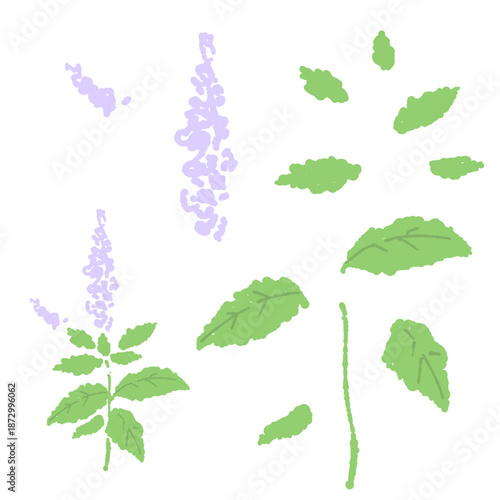 ミントの手書きカラーイラスト素材