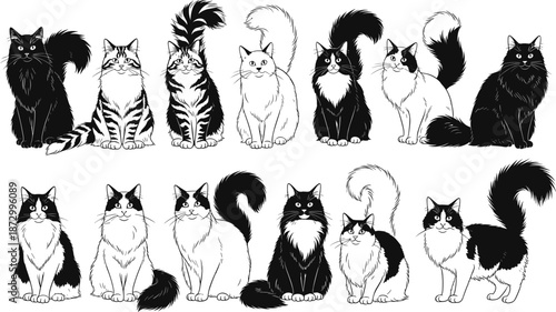 Cartoon cat character set, black white fur pattern, playful feline poses, expressive pet illustration, vector sketch, flat cad drawing illustration