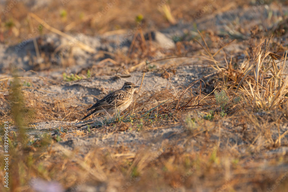 Obraz premium Oriental Skylark (Alaudala cheleensis) perched on the ground in open grassland, showing detailed plumage, upright posture, and natural camouflage in soft daylight.