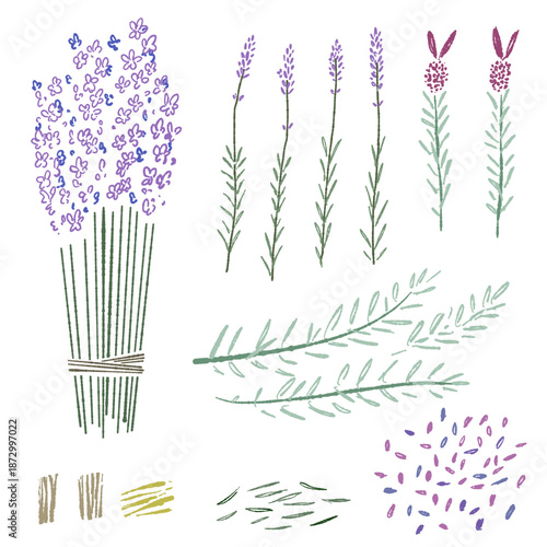 ラベンダーの手書きカラーイラスト素材