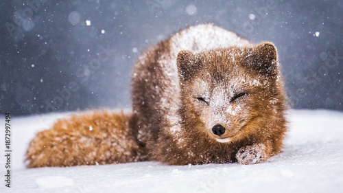 Arctic fox on the snow in Svalbard.