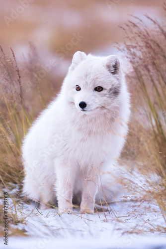 Arctic fox on the snow in Svalbard.