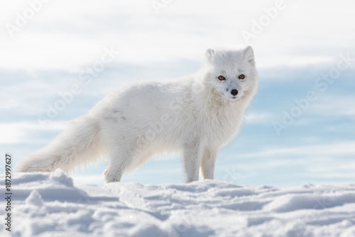 Arctic fox on the snow in Svalbard.