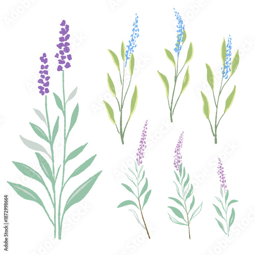 セージの手書きカラーライラスト