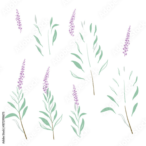 セージの手書きカラーライラスト素材