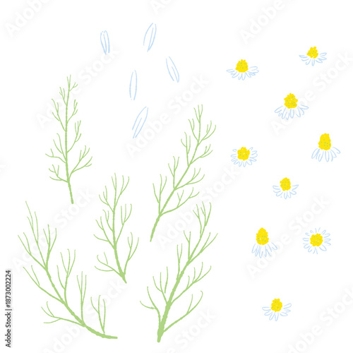 カモミールの手書きカラーイラスト素材