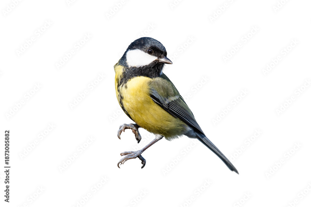 Naklejka premium portrait of a little bird tit flying wide spread wings and flushing feathers on white isolated background
