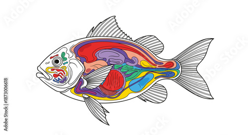 Educational diagram showing the internal anatomy and organs of a fish with various systems color coded for clear scientific understanding.