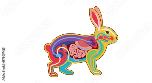Detailed anatomical illustration of a rabbit showing various internal organ systems in vibrant colors for educational purposes.