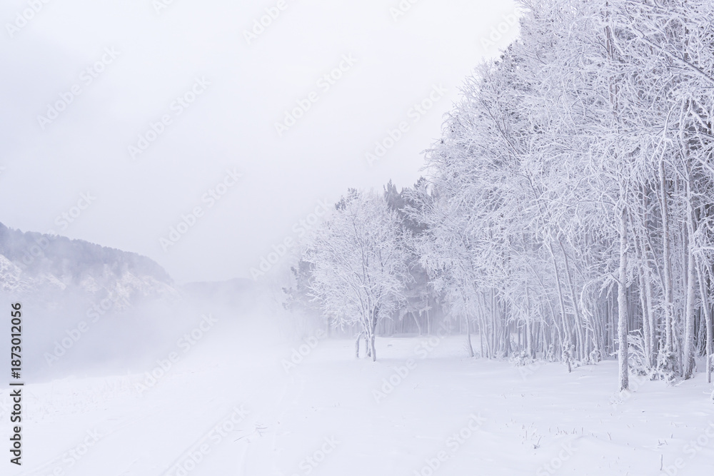 Fototapeta premium Snow-covered landscape with trees and fog in a quiet winter setting during early morning hours. High quality photo
