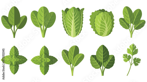 Collection of flat design illustrations depicting various fresh leafy green vegetables and herbs