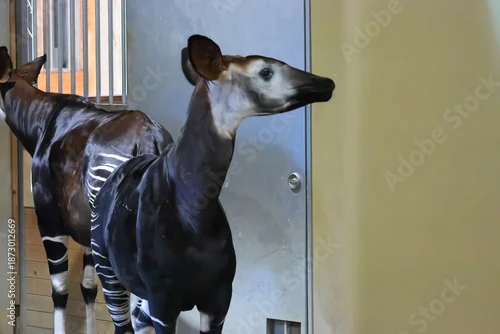 Fototapeta オカピ