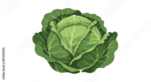 Fresh whole green cabbage with detailed textured leaves on white background for culinary and healthy eating themes.
