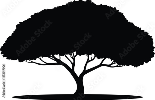 Silhouette of a single tree