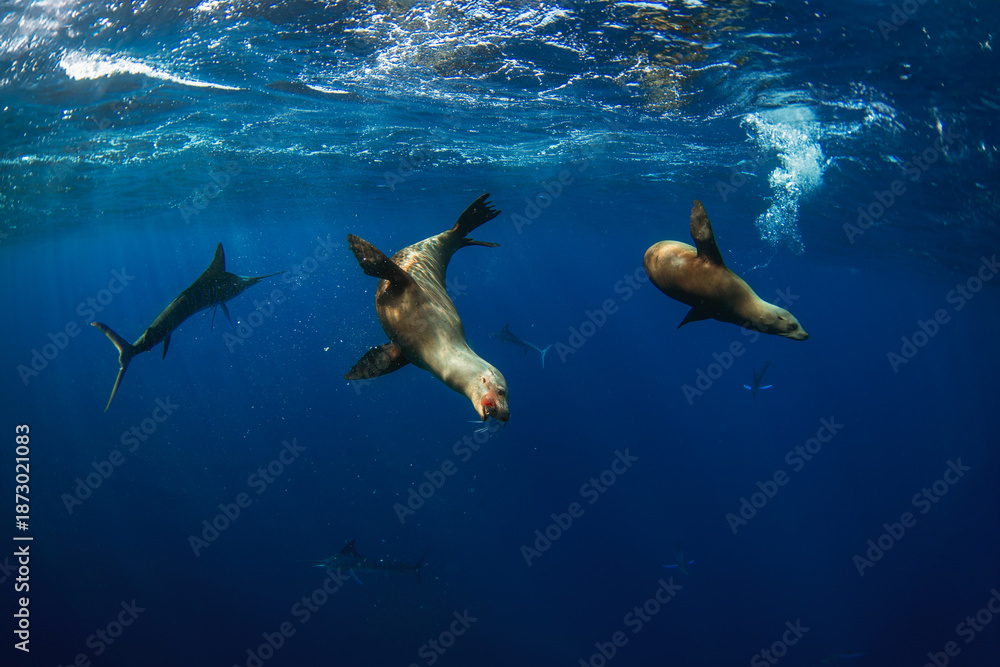 Obraz premium The sea lions are hunting sardines. A bait ball of sardines near Baja California in Mexicko. California sea lions target a school of Sardinops sagax.
