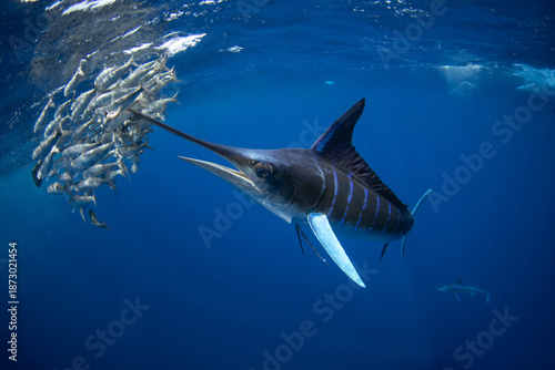 Canvastavla Striped marlins are hunting a small sardines