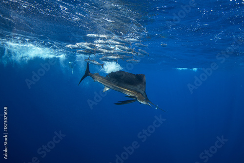 The fastest fish in the ocean has sword on its head. Indo Pacific sailfish during hunt around the coast of Baja California. The sailfish caught is a sardine.